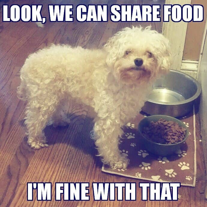 Poodle meme - look we can share food i'm fine with that