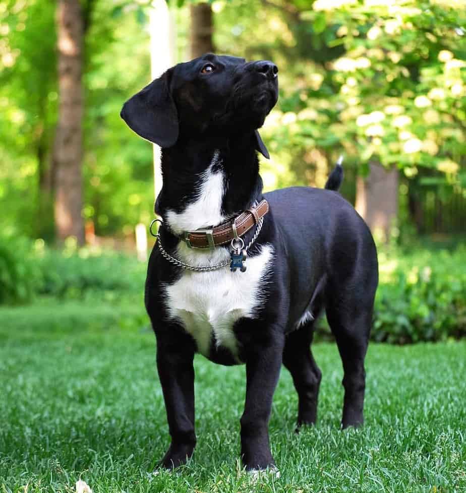 Lab Dachshund Mix Facts Alpha Paw