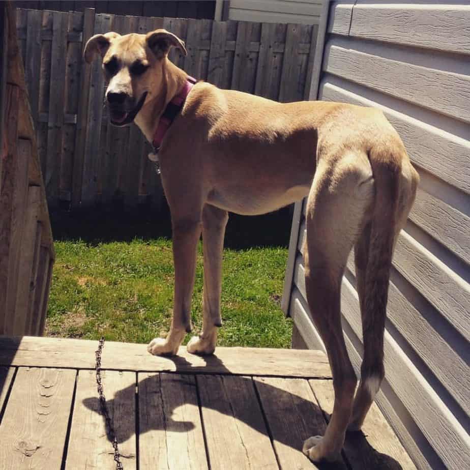 Husky mix with great hot sale dane