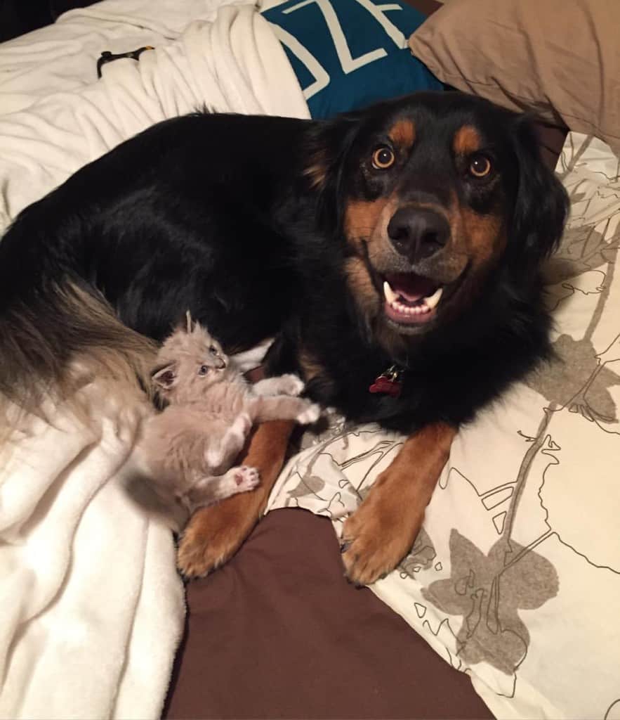 Rottweiler mixed with golden retrieve