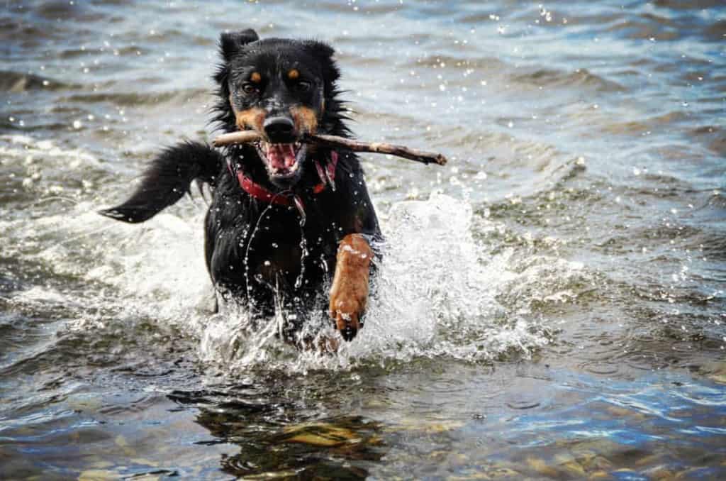 German shepherd crossbred with rottweiler