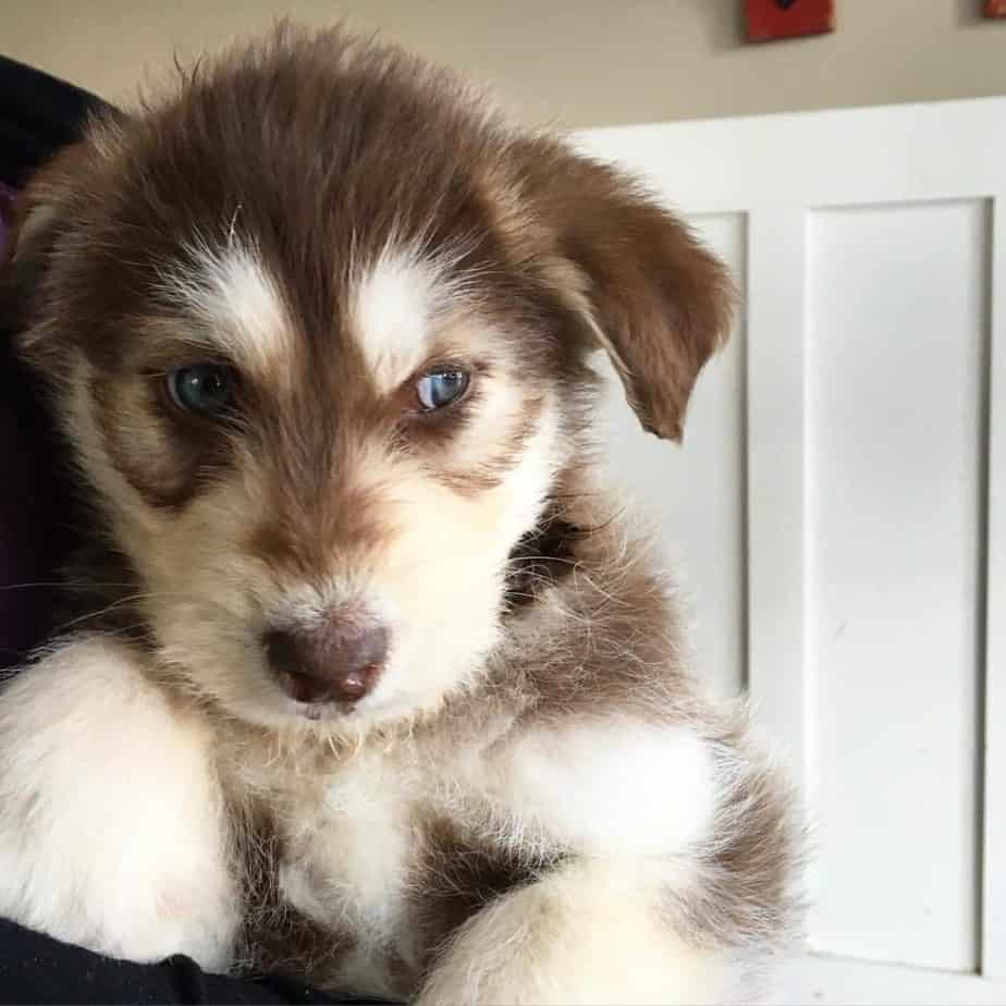 Husky Caniche mélange ce qu’il devrait savoir avant d’obtenir un poosky ...