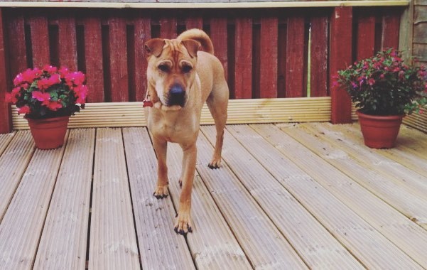 Labrador crossed with shar pei