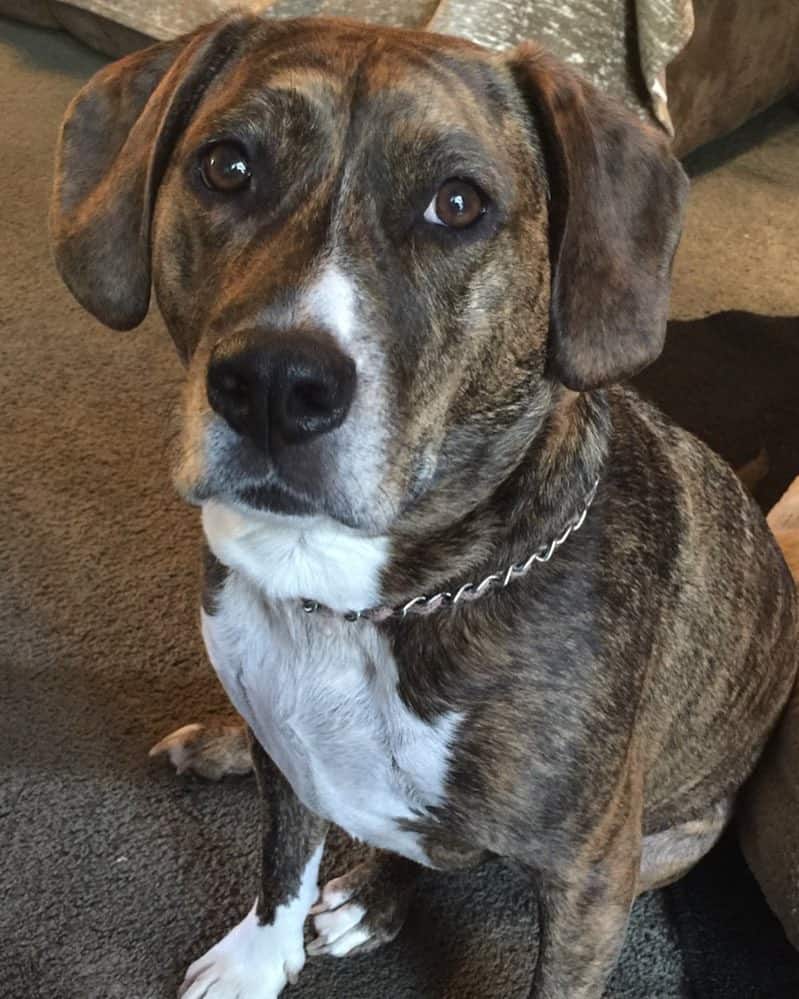 Beagle pitbull mix facts