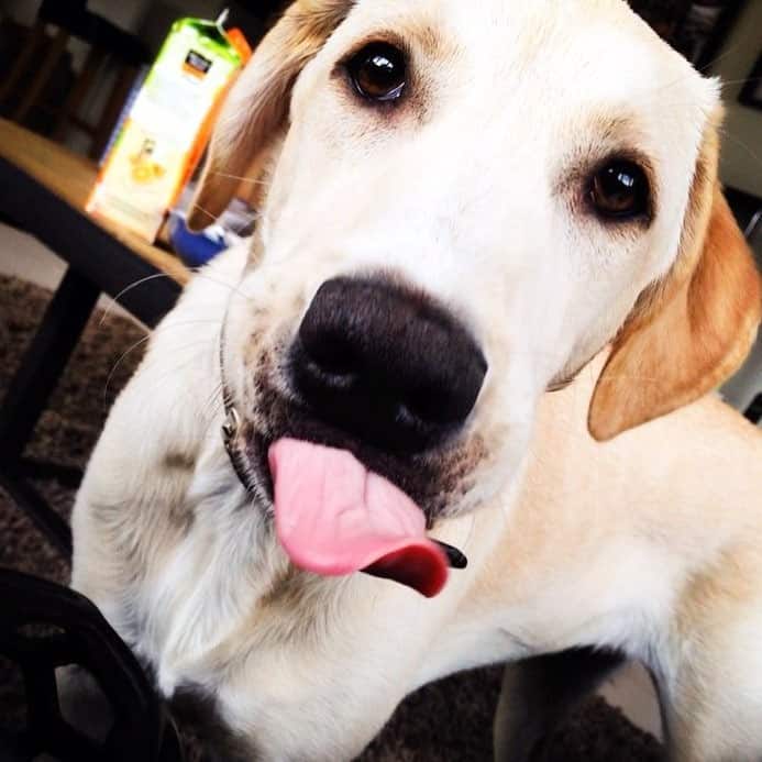 Labrador Greyhound Mix Facts