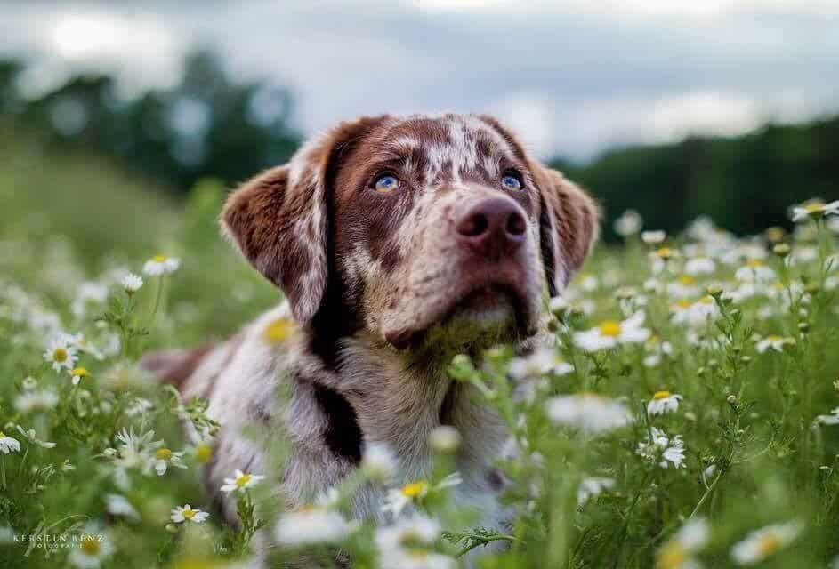 Lab Australian Shepherd Mix Facts Alpha Paw