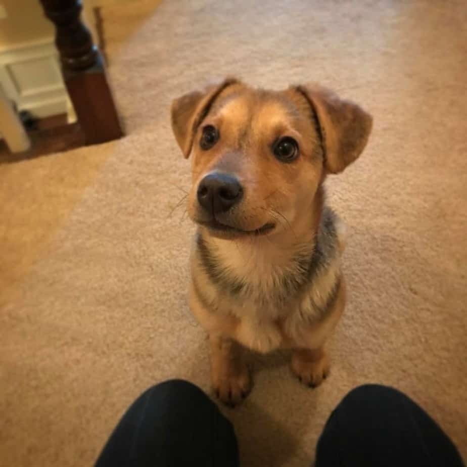 Golden Retriever Mix Puppies For Sale