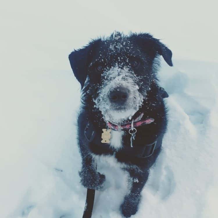 Terrier mixed with lab