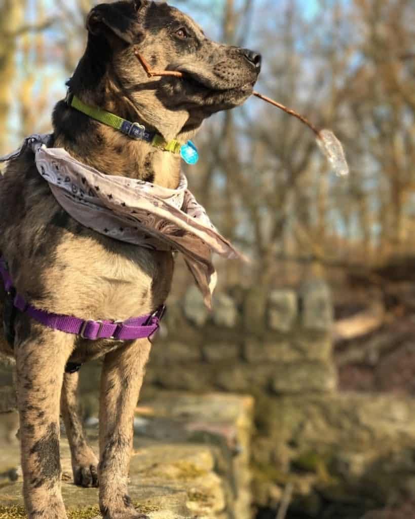 Catahoula lab mix facts