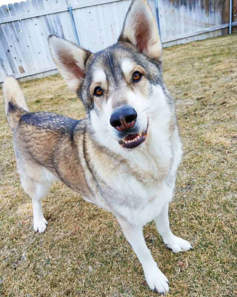 Shepherd Malamute Mix Facts