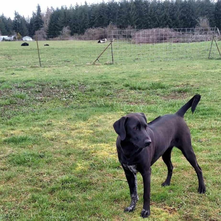 Labrador rhodesian ridgeback mix facts