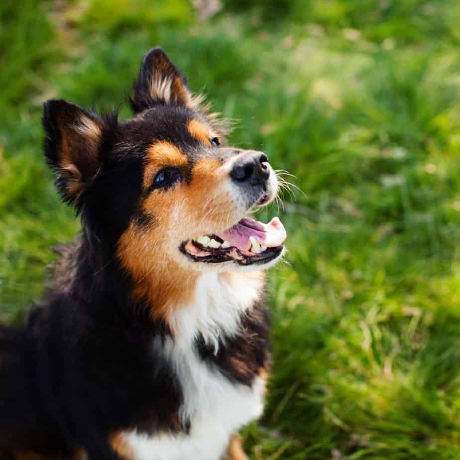 Corgi australian shepherd mix