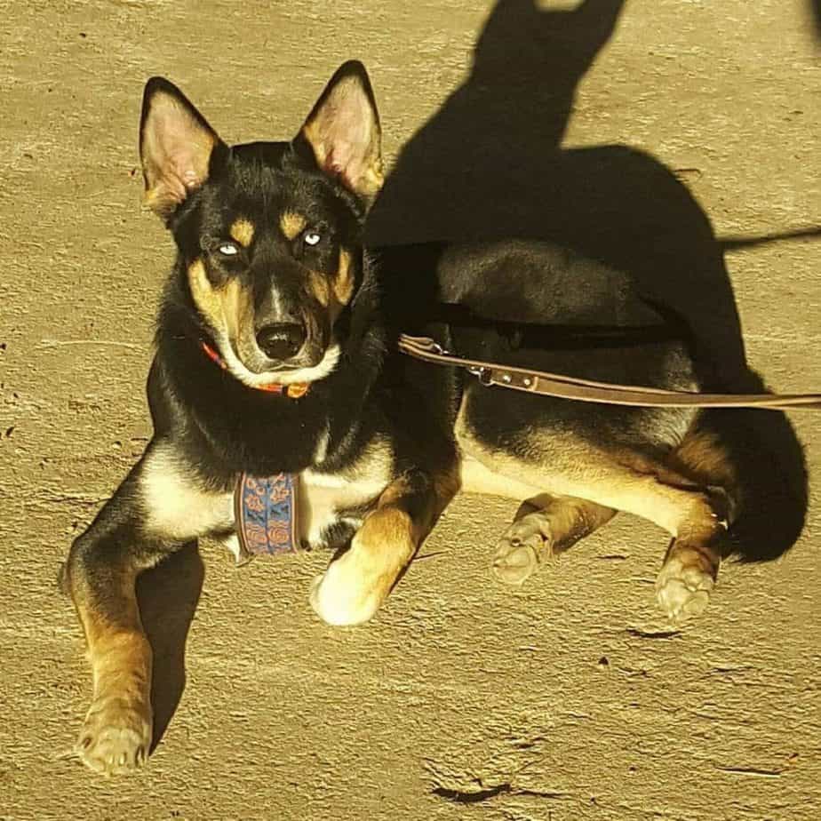 Husky doberman mix facts