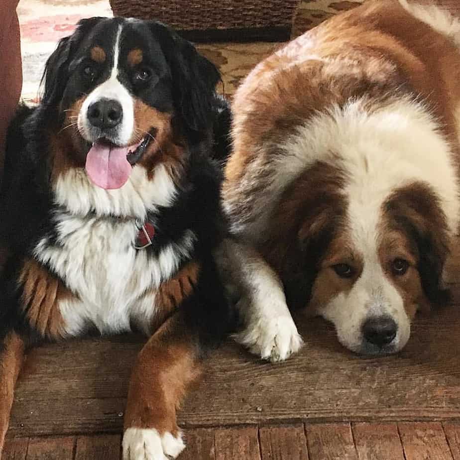 Great Pyrenees Bernese Mountain Dog Mix