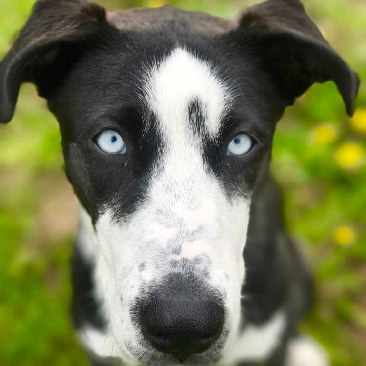 Husky great dane mix facts