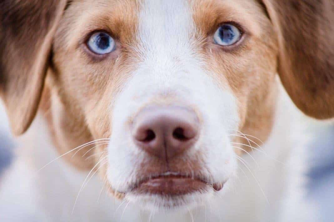 Husky beagle mix facts
