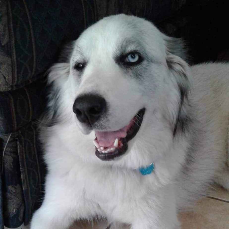 Husky great pyrenees mix facts