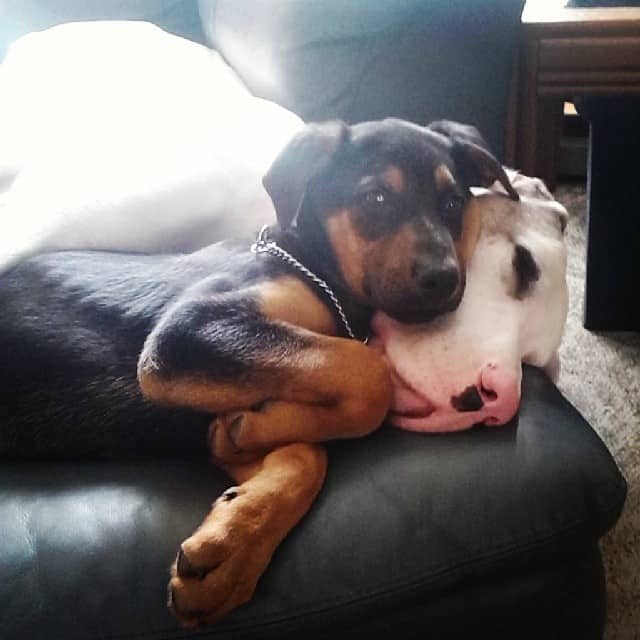 Doberman german shepherd mix facts
