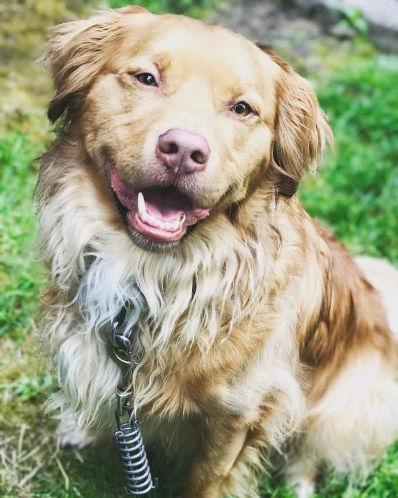 Blue tick hound golden shop retriever mix