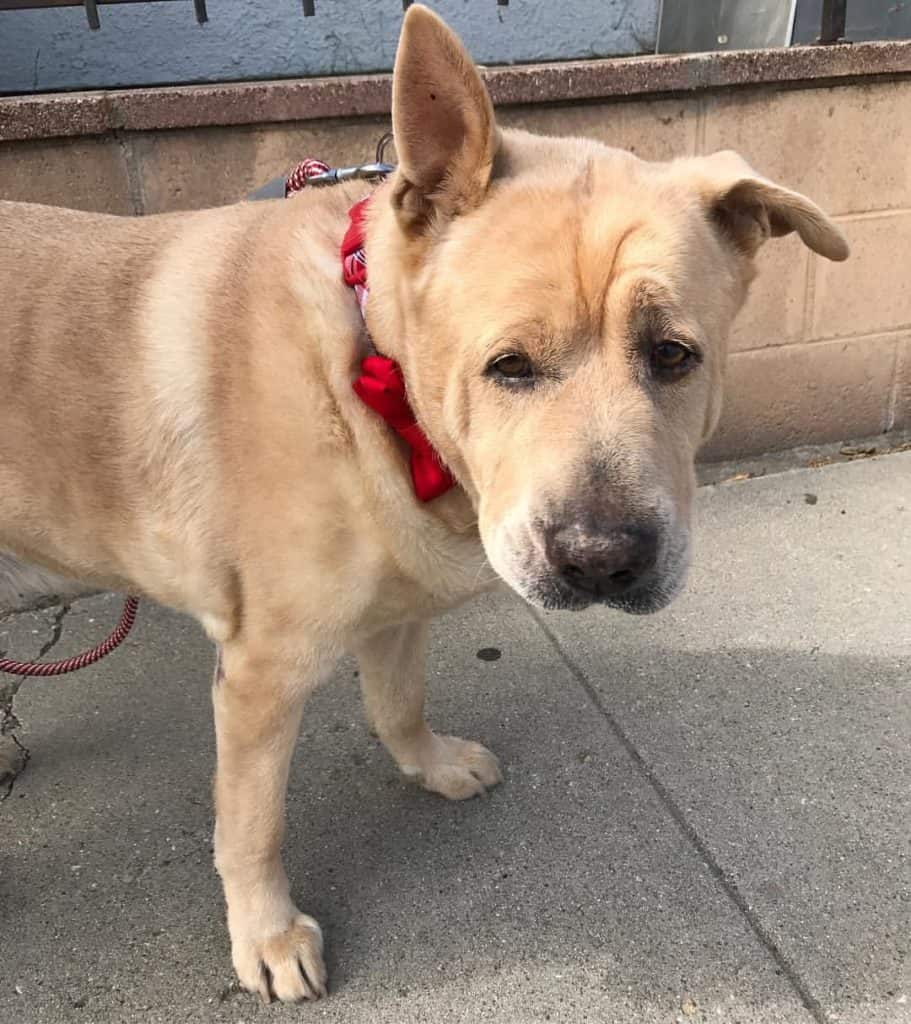 Sharpei Labrador