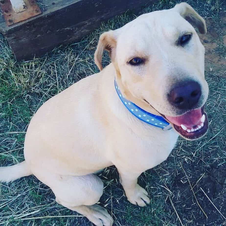 Labrador sharpei