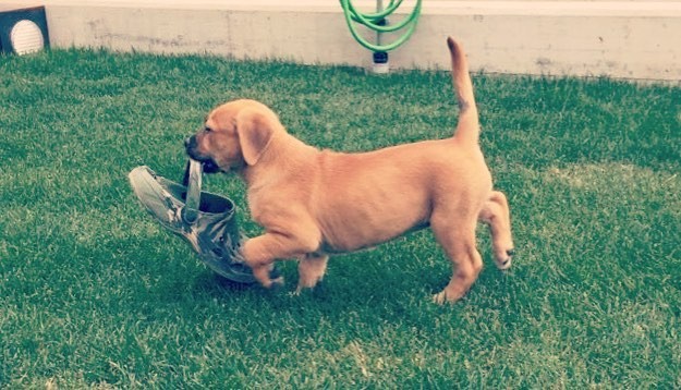 Golden-retriever-Pitbull-MIX-4