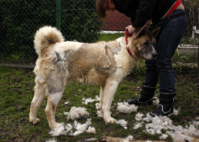 Top 10 Worst Shedding Dog Breeds To Own, What Does It Mean When A Dog Blows Their Coat