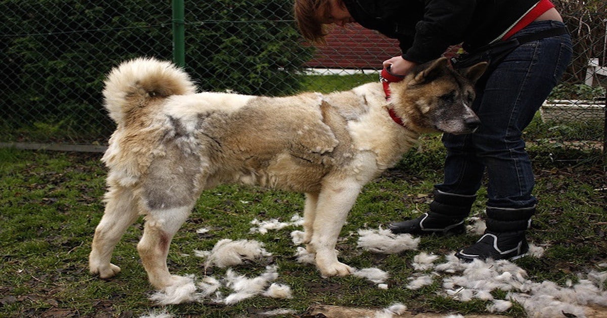 Top 10 Worst Shedding Dog Breeds To Own Alpha Paw