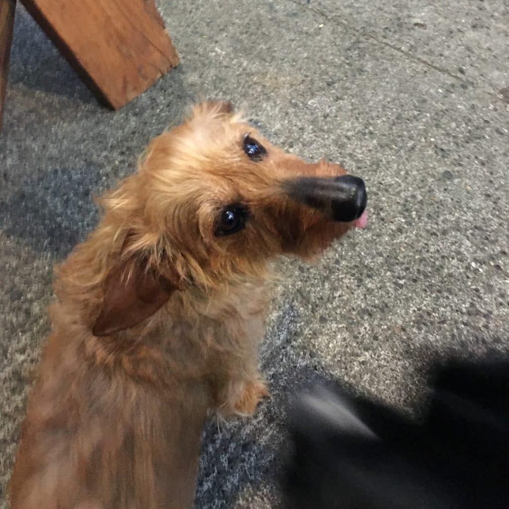 Wire haired dachshund: a furry fluff