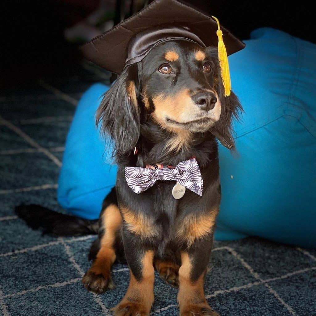 Cavalier king charles spaniel dachshund mix: a dashing dashalier