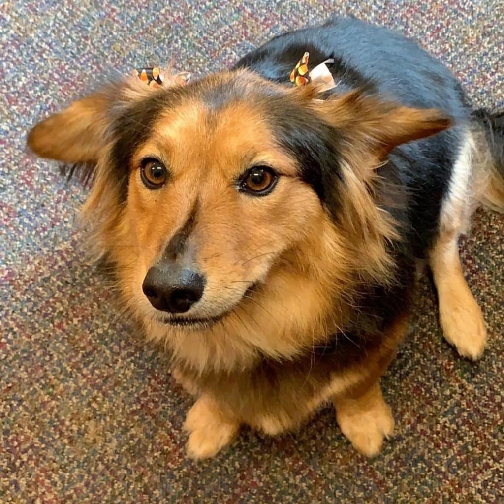 Sheltie dachshund mix: the shethund of your dreams