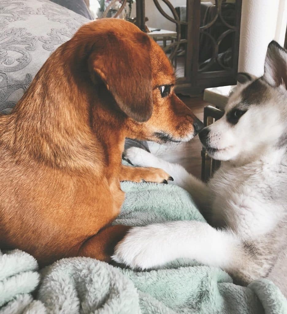 Shiba inu dachshund mix: a foxy shibadox