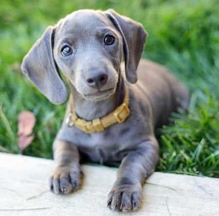 Weimaraner dachshund mix: the dazzling daimeraner