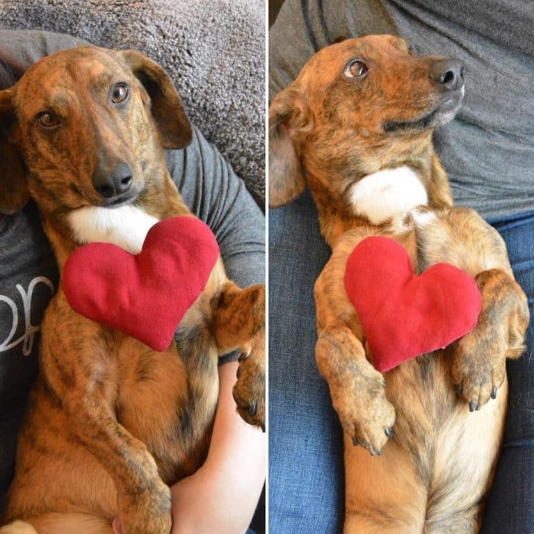 Long legged dachshund: a surprisingly tall boy