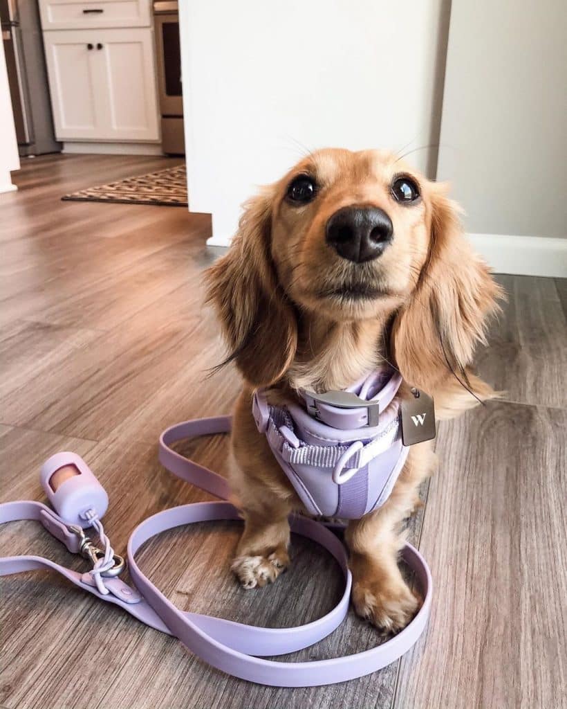 English cream dachshund: a posh english gentleman