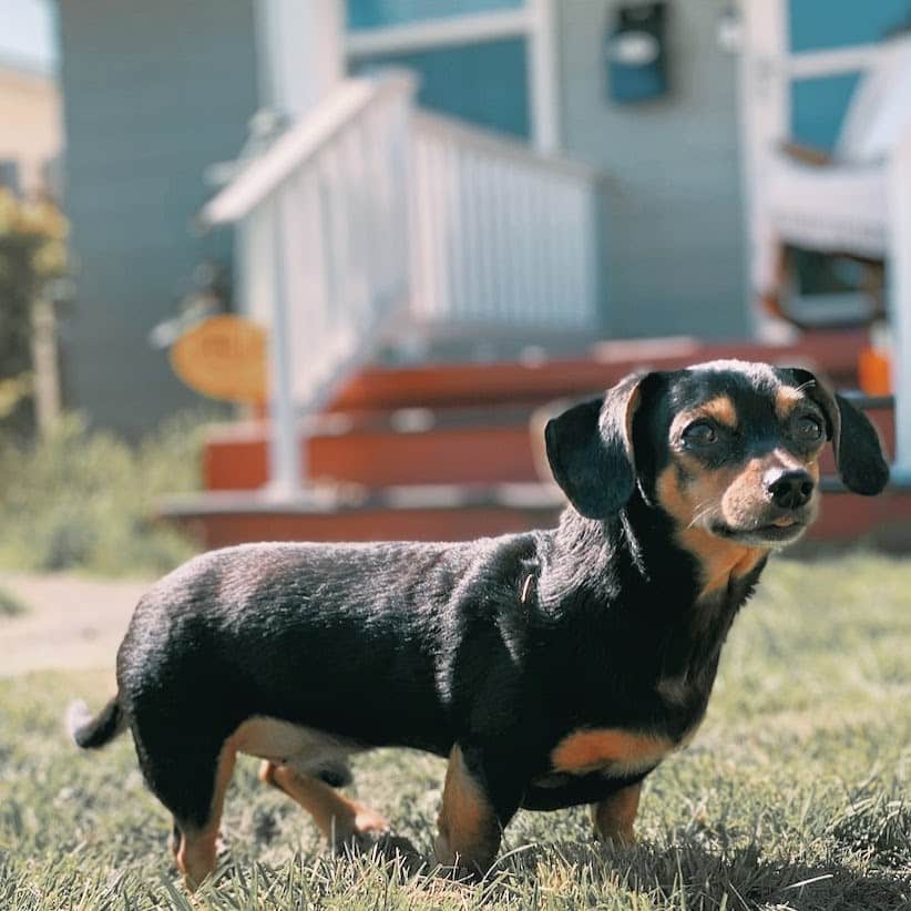 Dachshund Mix