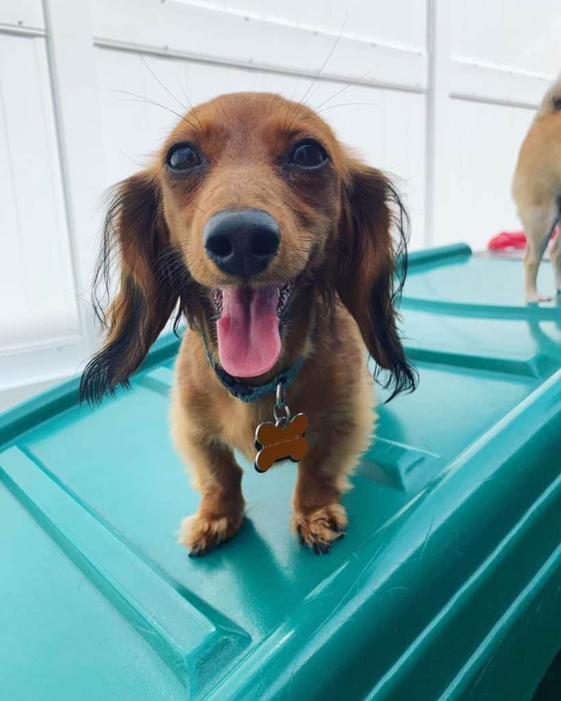 Teacup dachshund: are they your cup of tea?