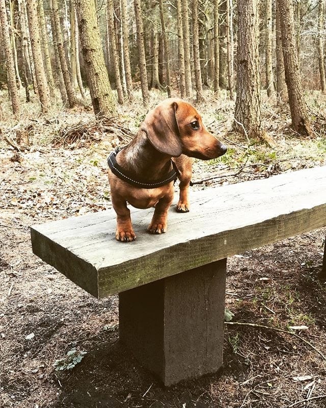 Dachshund Potty Training: Tips and Tricks for a Stubborn Dog