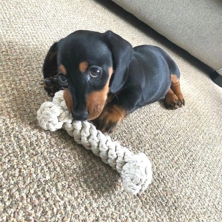 Dachshund training: how to tame the beast