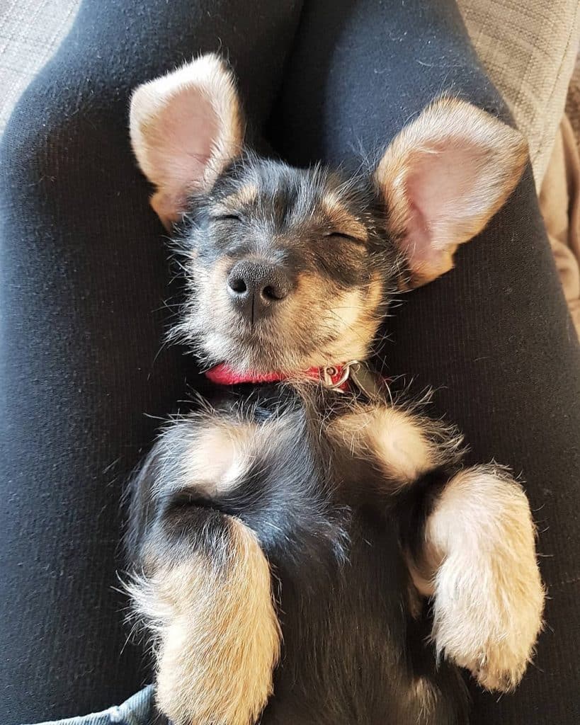 Schnauzer dachshund mix: the beloved schnekingese