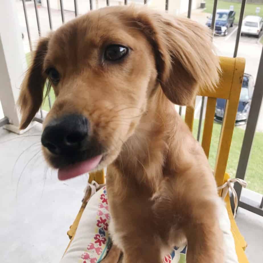 Golden Retriever Dachshund Mix