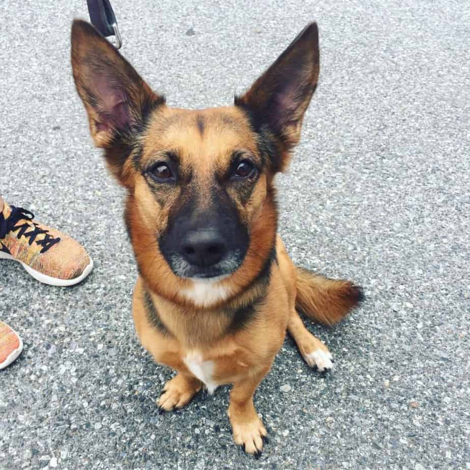 Corgi mixed with German Shepherd