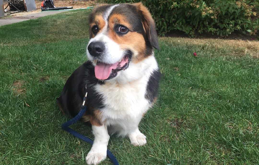 Corgi bernese mountain dog