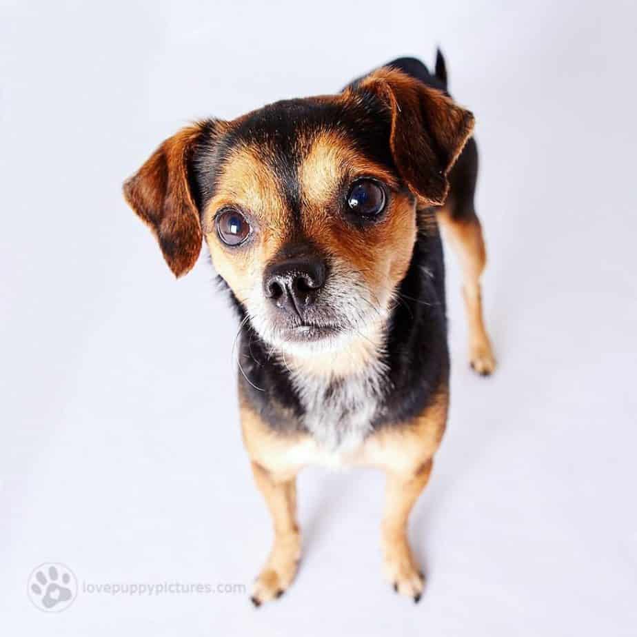 Chihuahua Beagle Mix Facts Alpha Paw