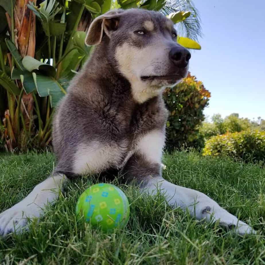 Husky doberman mix facts