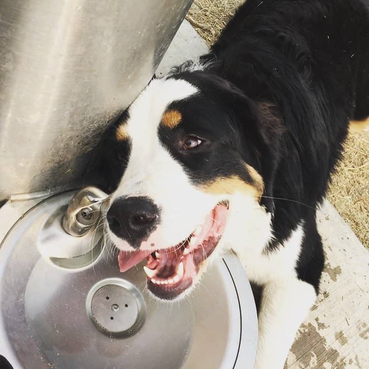 Great pyrenees bernese mountain dog mix