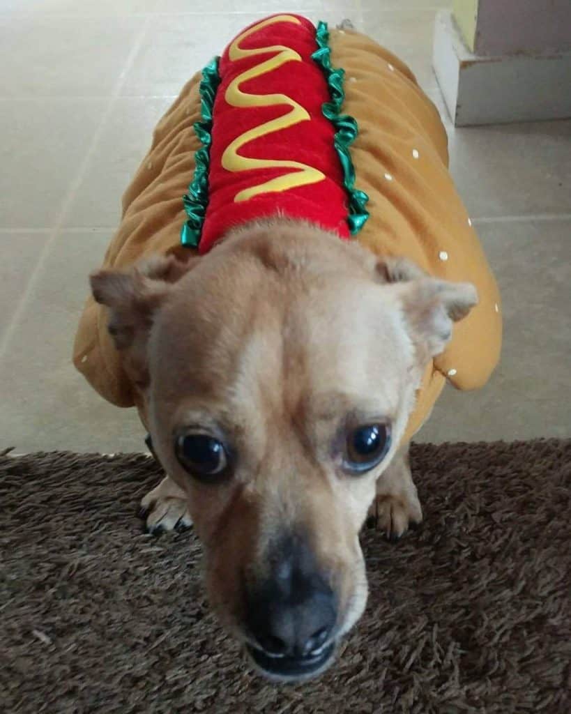 Pug Dachshund Mix Facts