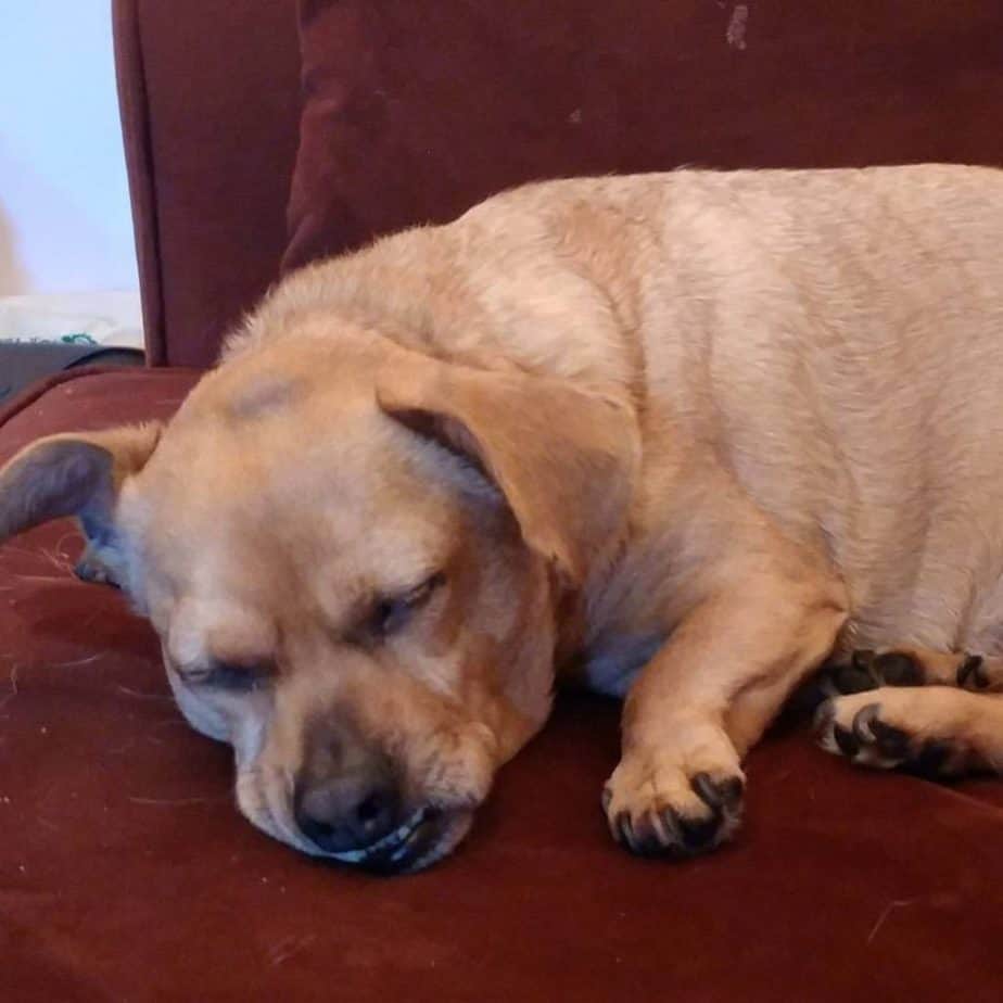 Dachshund crossed with pug