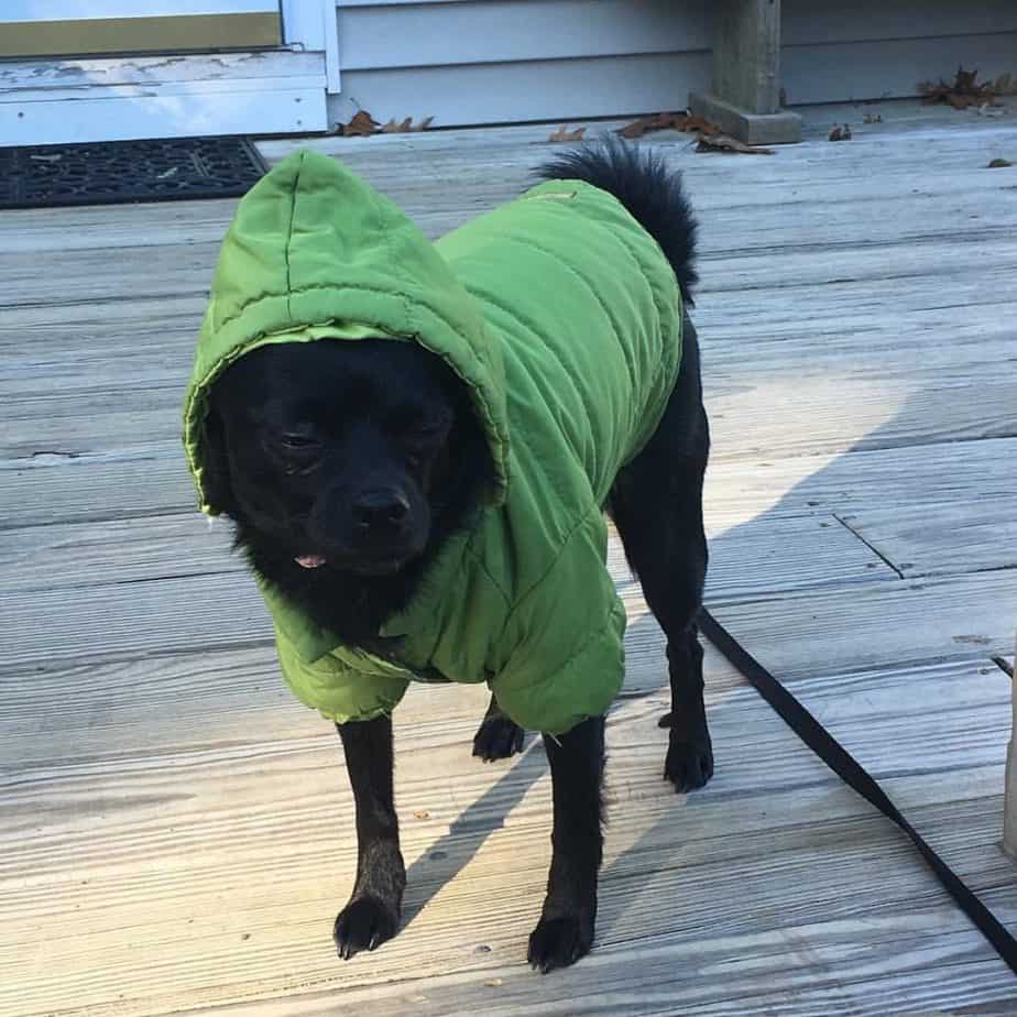 Pomeranian and Pug cross