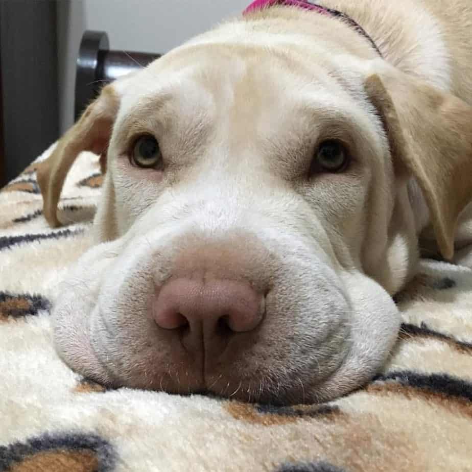 Shar Pei Labrador Mix